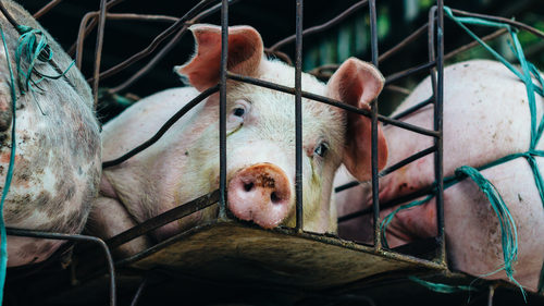 Pig farm