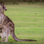 Teen Charged with Cruelty to Kangaroos