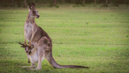 Kangaroo