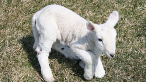 Sick lamb