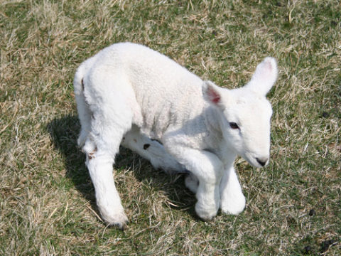 Sick lamb
