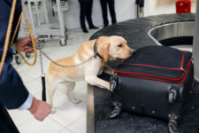 Drug dog airport