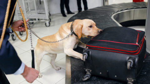 Drug dog airport