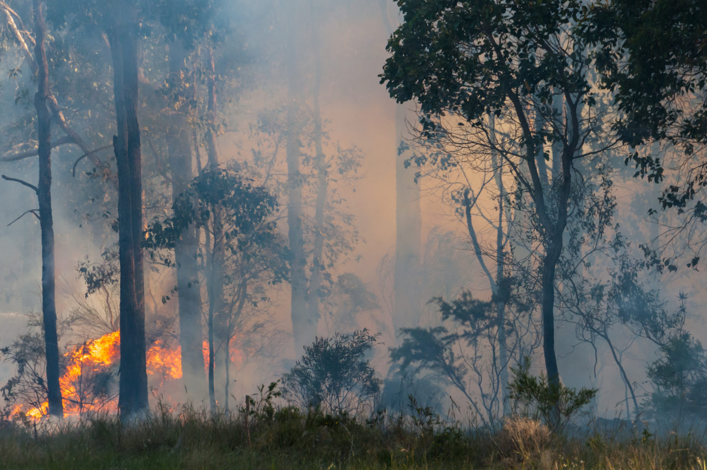 The Offence of Causing Bushfires in New South Wales