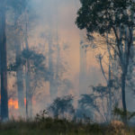 The Offence of Causing Bushfires in New South Wales