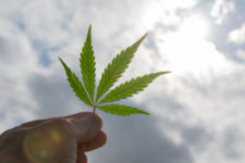 Cannabis leaf