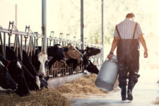 Farmer and cattle