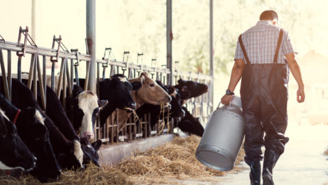 Farmer and cattle