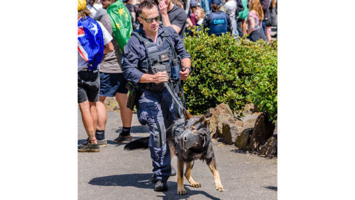 The Law, Defences and Penalties for Animal Cruelty Offences in NSW The Law, Defences and Penalties for Animal Cruelty Offences in NSW