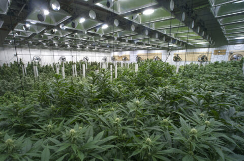 Cannabis indoor
