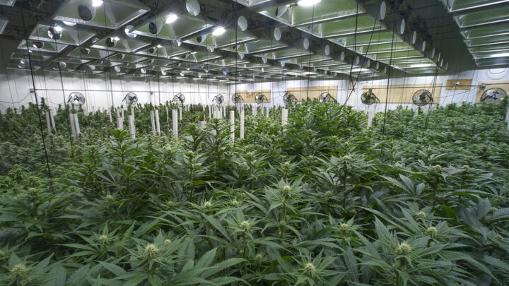 Cannabis indoor