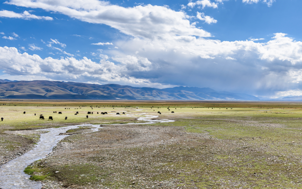 Grass field in Nyenchen Tanglha Mountains range in Damxung County, Lhasa, Tibet