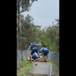 Free David Ridgeway: Footage Captures Police Assaulting Aboriginal Man