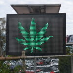 Where Has All the Legal Medicinal Cannabis Gone?