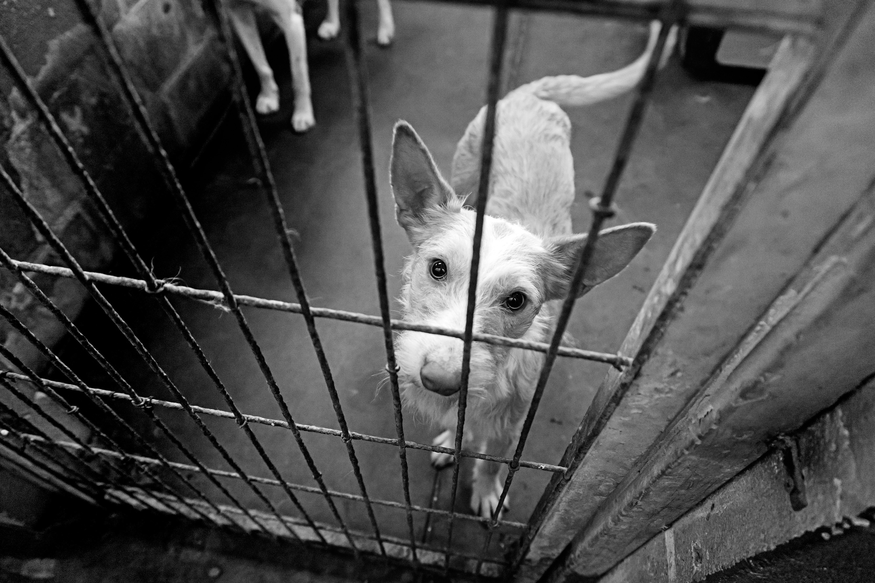 Preventing Animal Cruelty in Law: An Interview With Animal Justice Party MLC Emma Hurst Preventing Animal Cruelty in Law: An Interview With Animal Justice Party MLC Emma Hurst