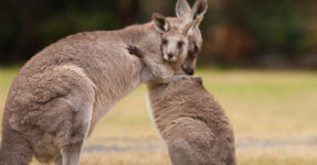 Kangaroos hugging