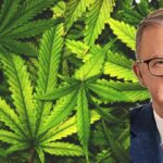 Drug Law Reformists Call on Albanese to Legalise Recreational Cannabis