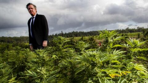 Legalise Cannabis Australia candidate Bernard Bradley. The photo was taken while the lawyer was visiting at a medicinal cannabis trial farm in the Noosa hinterland. Photo credit Paul Hilton Photography