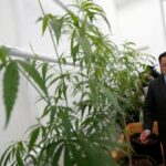 Thailand Legalises Cannabis, Handing Out One Million Plants to Citizens