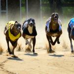 Calls to Ban Greyhound Racing Continue: An Interview With CPG’s Fiona Chisholm