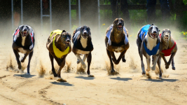 Greyhound Racing