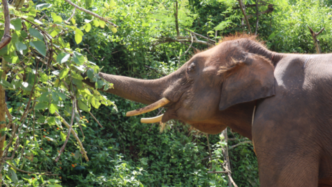 Rescuing Elephants