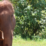 Rescuing Elephants: An Interview With Thai Elephant Alliance Association’s Mr Kid