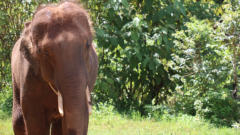 Rescuing Elephants