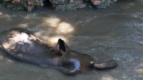 Rescuing elephants water