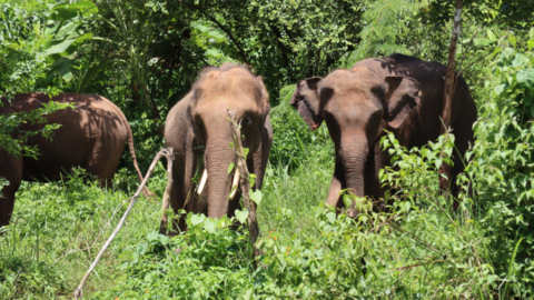 Rescuing elephants