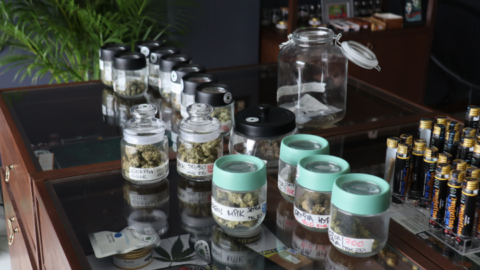 An array of strains on offer at Koh Samui’s Cannabis Kingdom