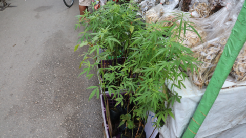 Ganja on sale in the marketplace at 50 baht a plant or around two Australian dollars.