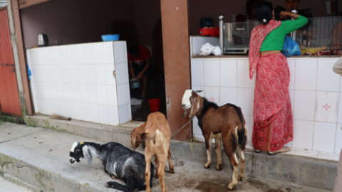 Death row beside the butchers: goats watch mates slaughtered as they await the same fate