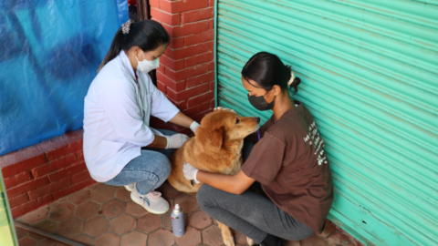 Junu administers a rabies vaccine as a trainee vet calms a street dog