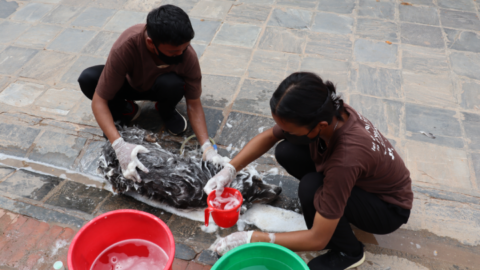 Norbu gets his first treatment from Street Dog Care