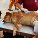 As Street Dog Care in Kathmandu Grows, Community Attitude to Strays Is Shifting