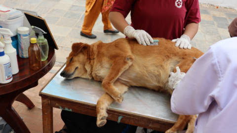 Street dogs in Kathmandu