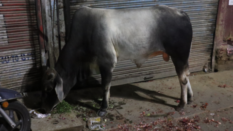 A cow gets into the leftovers late night