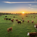 The History of Stealing Farm Animals in Australia