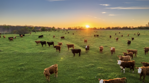Stealing Farm Animals in Australia
