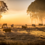 The History of Stealing Farm Animals in Australia