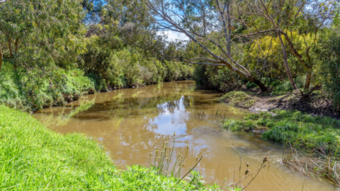 Small creek