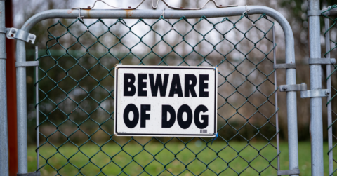 Dog Attack Offences in Queensland and New South Wales