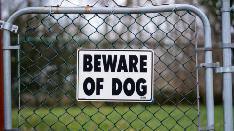 Dog Attack Offences in Queensland and New South Wales