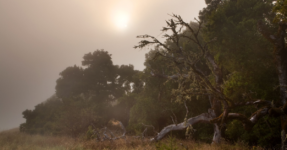 Forest in the afternoon