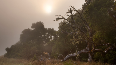 Forest in the afternoon