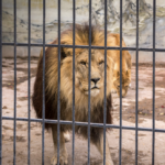 The History of Laws Against Cruelty to Animals