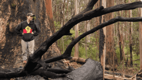 Tuffy surveys an area of forest devastated by the Black Summer bushfires Tuffy surveys an area of forest devastated by the Black Summer bushfires