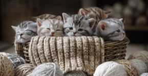 Kittens