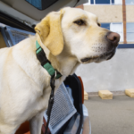Can You Trick a Drug Sniffer Dog In Order to Avoid Detection?